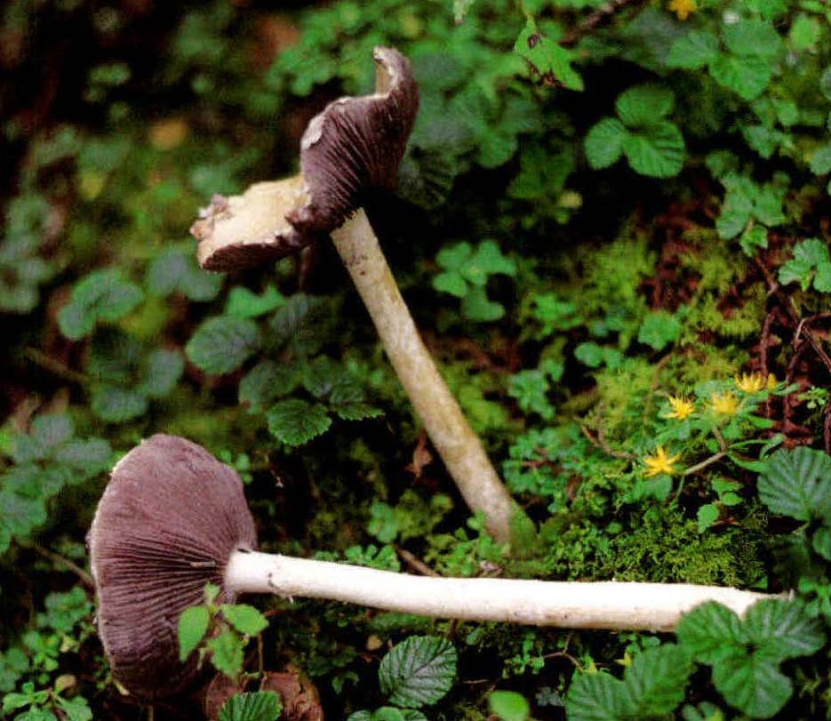 Entoloma violaceum Murr.